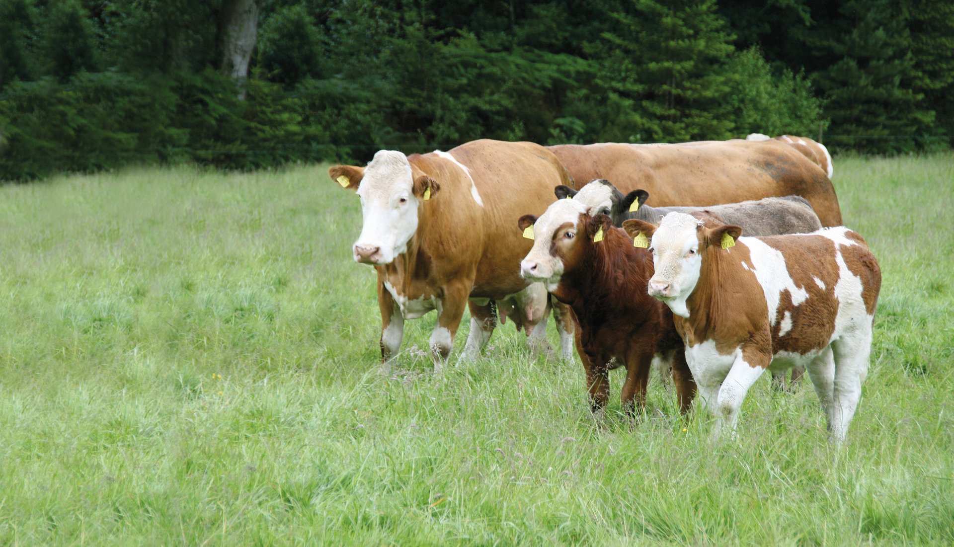 Irish Beef